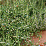Give rosemary a try.