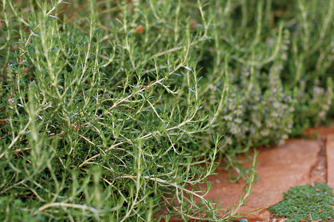 Give rosemary a try.