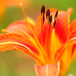 Daylilies
