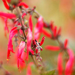 A stroll through the garden…