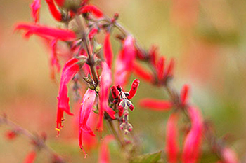 fall-garden-featuredb