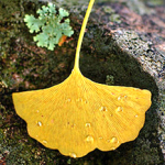 All I want for Christmas is a Ginkgo.