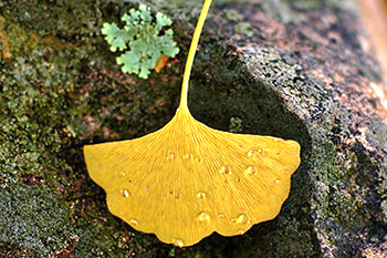 ginkgo-featuredb