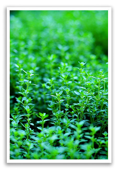 thyme2 thyme2