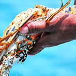A day on the sea. Part I: The food.