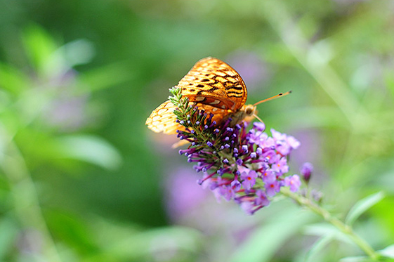 Chasing Butterflies