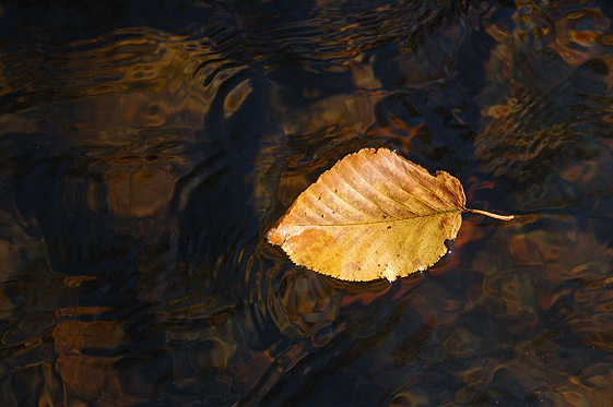 fall-leaf-color-featuredb