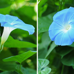 Growing Morning Glory