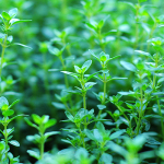Do you have the thyme?
