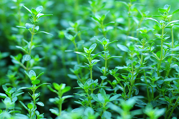 Do you have the thyme?
