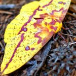 Like a moth to a flame…