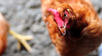 egg-farm-slider