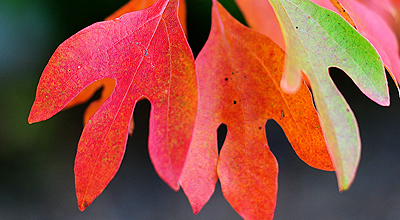 sassafras-slider sassafras-slider
