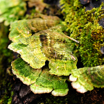 There’s fungus among us.