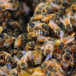 The Buzz