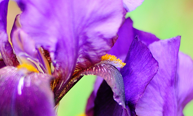iris-slider