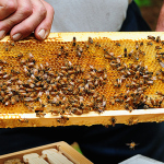 The beekeeping journey begins.