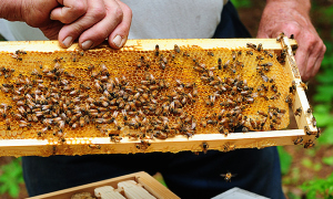bee-journey-slider