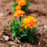 Marigolds