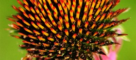 purple-coneflower-echinacea-featured2