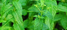 growing-mint-featured growing-mint-featured