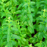 Growing Mint