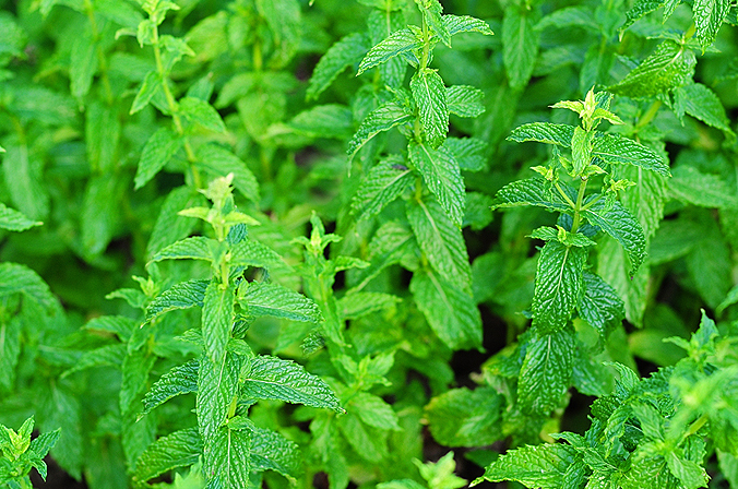 growing-mint-featuredb