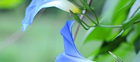 morning-glory-featured