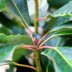 Redneck Rhododendron