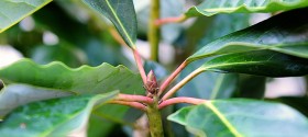 redneck-rhododendron-featured2