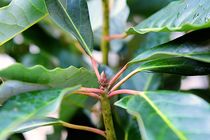 redneck-rhododendron-featured2