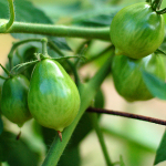 Planning a Garden