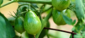 planning-garden-1