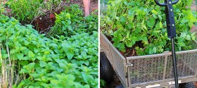 lemon-balm-4 lemon-balm-4