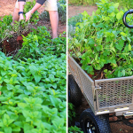 Lessons in Lemon Balm