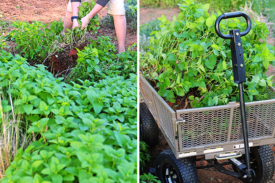 lemon-balm-featuredb