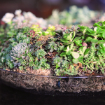 Succulent Holiday Centerpiece from Harry and David