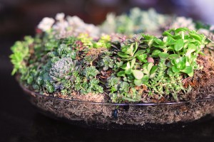 HarryandDavid-succulent-botanical-1