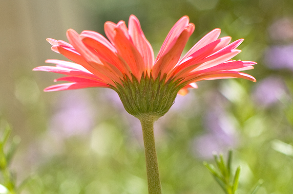 flower-mothers-day-1b