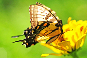 planning-butterfly-garden-1
