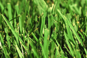 prevent crabgrass annual weeds