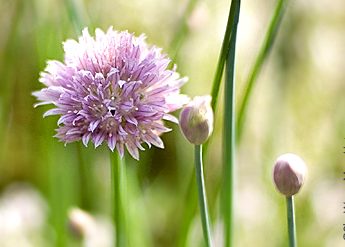 How to Grow Chives shewearsmanyhats.com