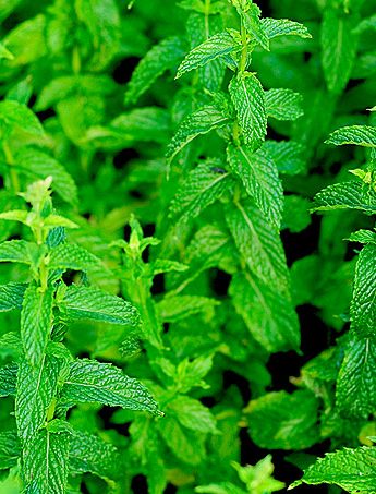 Growing Mint