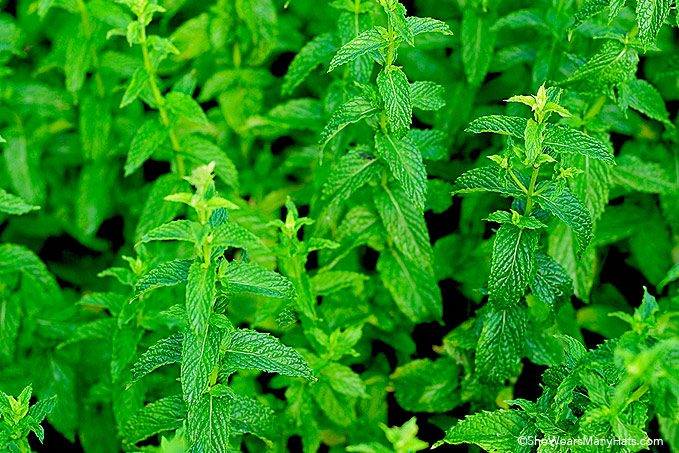 8 Simple Techniques For How Long For Mint Seeds To Grow
