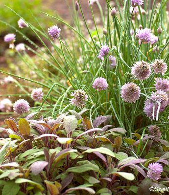 how to grow a culinary herb garden