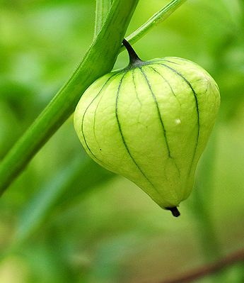 Growing Tomatillos