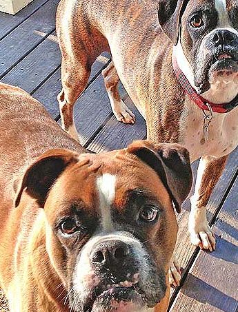 boxer dogs