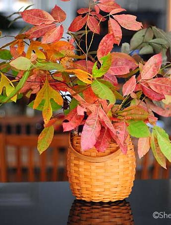 Decorating for any fall occasion is easy and inexpensive with these Easy Fall Decorating ideas.