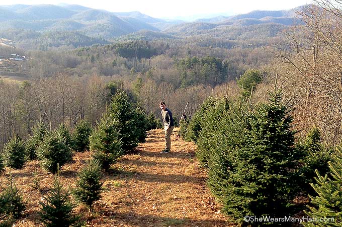 A day of Christmas Tree hunting in the Mountains of NC | shewearsmanyhats.com