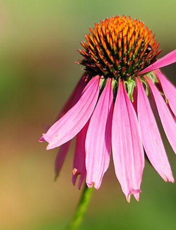 purple coneflower